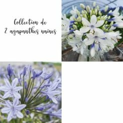 Collection De 2 Agapanthes Naines