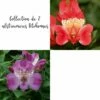 Collection De 2 Alstroemères Ou Lis Des Incas Pitchounes 2 Collection De 2 Alstroemères Ou Lis Des Incas Pitchounes -Garden Supplies Sales Shop 5948 collection de 2 alstroem res pitchounes