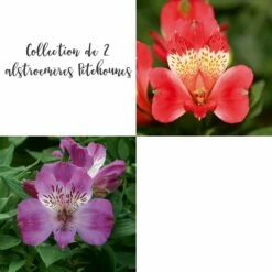 Collection De 2 Alstroemères Ou Lis Des Incas Pitchounes