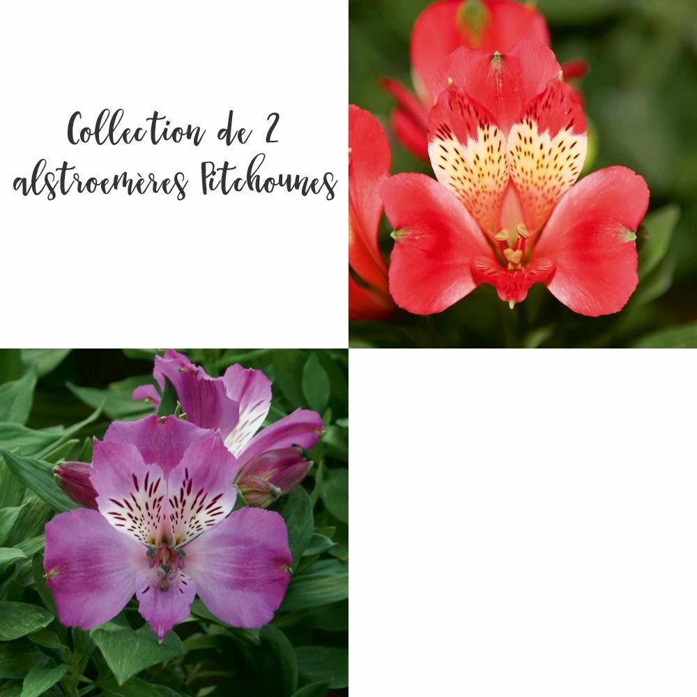 Collection De 2 Alstroemères Ou Lis Des Incas Pitchounes 3 Collection De 2 Alstroemères Ou Lis Des Incas Pitchounes