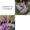 Collection De 2 Tulbaghias Assortis -Garden Supplies Sales Shop 5950 collection de 3 tulbaghias pe23