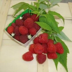 Framboisier MARASTAR ® Cov MA 2920 (remontant) -Garden Supplies Sales Shop 6213b framboisier marastar marionnet t1000 1