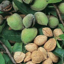 Amandier ALL IN ONE ®