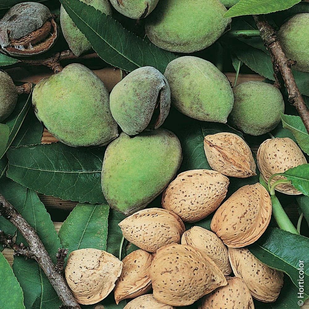 Amandier ALL IN ONE ® 3 Amandier ALL IN ONE ®