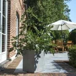 Figuier Nain FIGALITY ® 'Little Miss Figgy' Gamme FRUITALITY ®