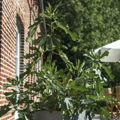 Figuier Nain FIGALITY ® 'Little Miss Figgy' Gamme FRUITALITY ® -Garden Supplies Sales Shop 6508b figality3 seb.jarryt1000b