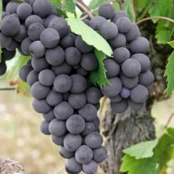 Vigne Fraise Fragola Isabella