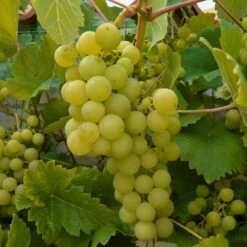 Vigne Fraise Fragola Noah