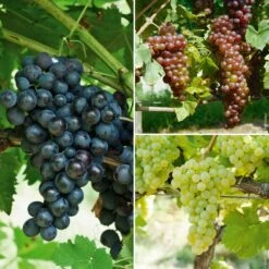 Collection De 3 Vignes : 1 Chasselas Doré + 1 Chasselas Rosé + 1 Muscat De Hambourg