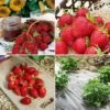 Collection De 60 Fraisiers Pour Une Production Echelonnée -Garden Supplies Sales Shop 6913 collection de 60 fraisiers 1