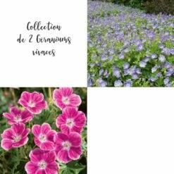 Collection De 2 Géraniums Vivaces