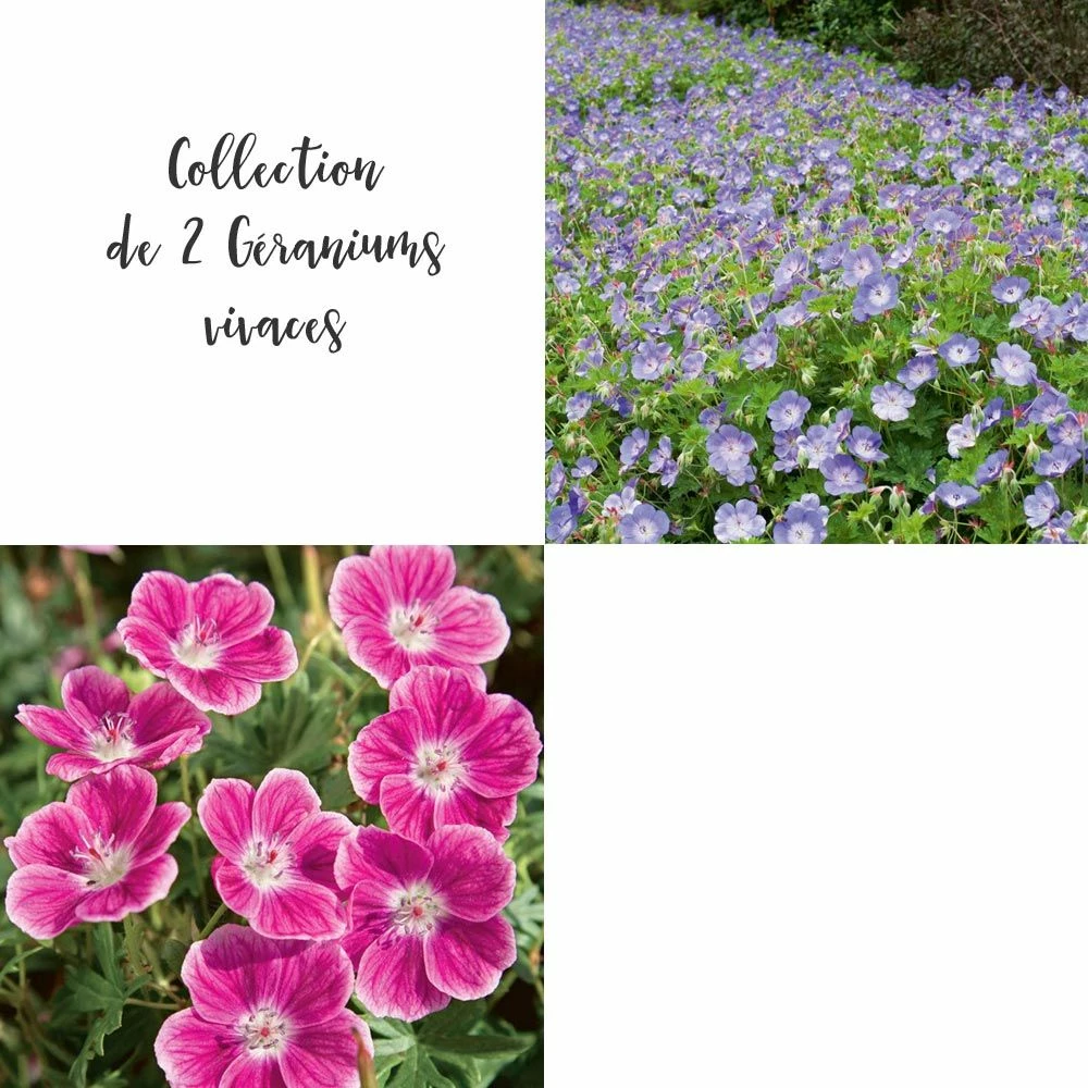 Collection De 2 Géraniums Vivaces 3 Collection De 2 Géraniums Vivaces