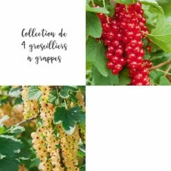 Collection De 4 Groseilliers à Grappes
