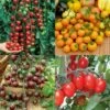 Collection De 4 Tomates Cocktail En Plants