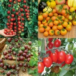 Collection De 4 Tomates Cocktail En Plants