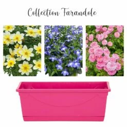 Collection Farandole