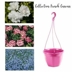 Collection French Cancan