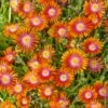 Delosperma Ou Pourpier Vivace Fire Spinner ®