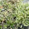 Arabis Ferdinandii-coburgii ‘Variegata’ Ou Arabette Panachée