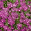 Delosperma Cooperi Ou Pourpier Vivace -Garden Supplies Sales Shop 7027 delosperma cooperi hi