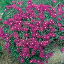 Delosperma Cooperi Ou Pourpier Vivace -Garden Supplies Sales Shop 7027 delosperma cooperi taille1000 ho
