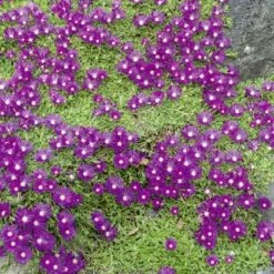 Delosperma Cooperi Ou Pourpier Vivace -Garden Supplies Sales Shop 7027 web