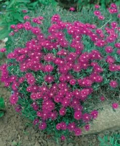 Delosperma Cooperi Ou Pourpier Vivace -Garden Supplies Sales Shop 7027 web 1