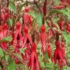 Fuchsia Vivace Riccartonii -Garden Supplies Sales Shop 7037 fuchsia vivace riccartonii taille1000 ho