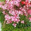 Gaura Rose Ou Œnothera Lindheimeri 'Siskiyou Pink'