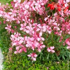 Gaura Rose Ou Œnothera Lindheimeri 'Siskiyou Pink'