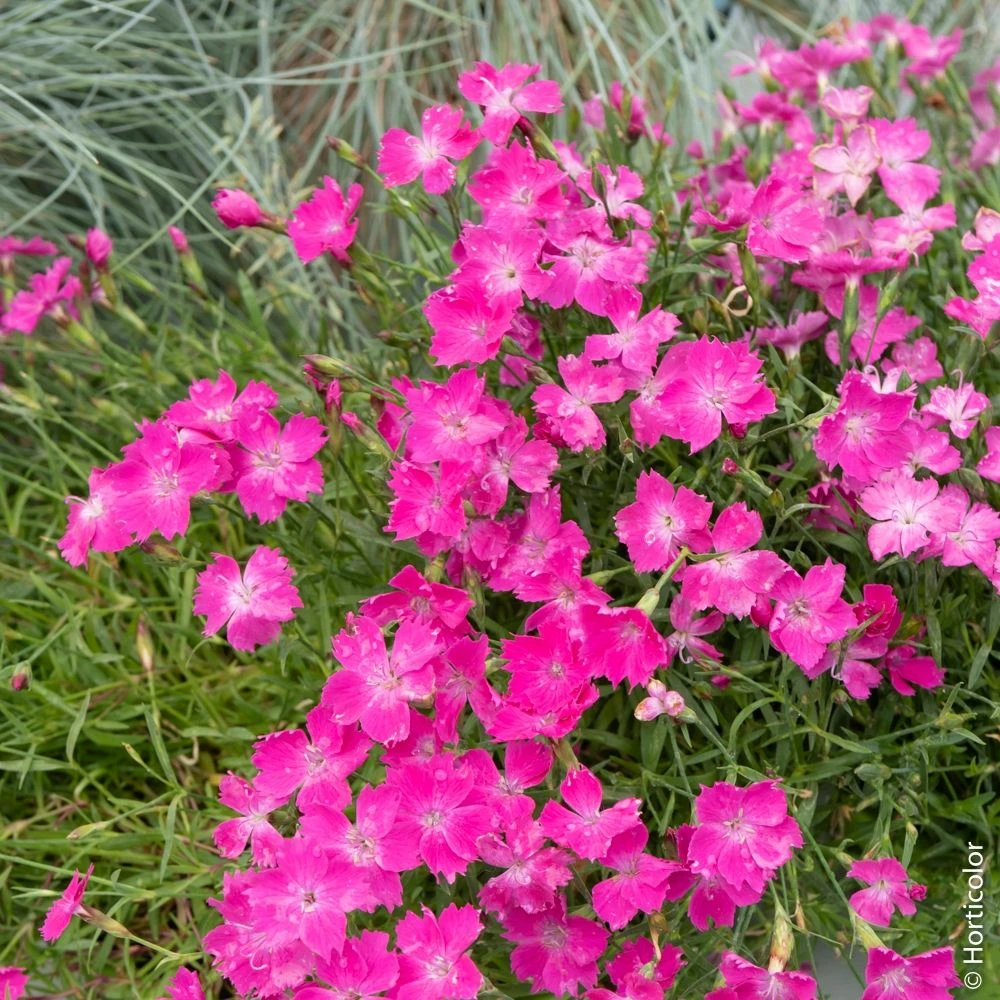 Oeillet KAHORI ® 3 Oeillet KAHORI ®