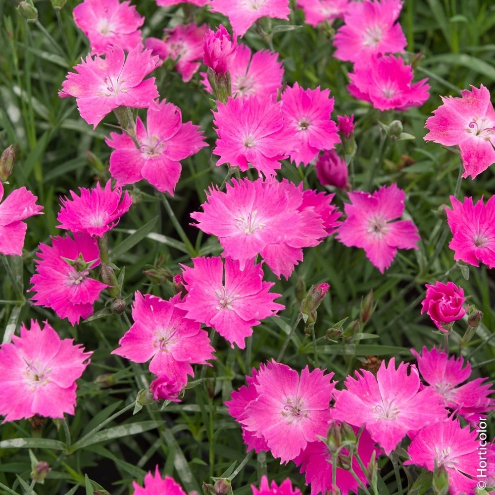 Oeillet KAHORI ® 4 Oeillet KAHORI ® - Image 2