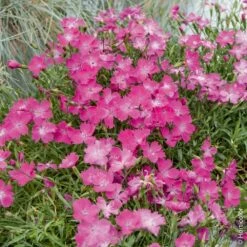 Oeillet KAHORI ® 7 Oeillet KAHORI ® -Garden Supplies Sales Shop 7052 7931 oeillet kahori hi