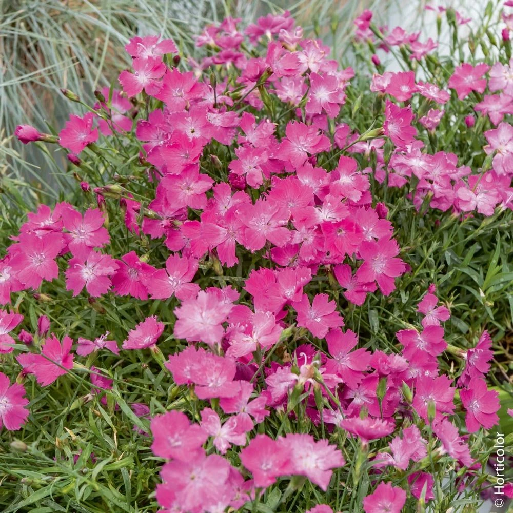 Oeillet KAHORI ® 5 Oeillet KAHORI ® - Image 3