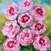 Oeillet Anglais 'Moulin Rouge', Oeillet Mignardise Ou Dianthus Plumarius -Garden Supplies Sales Shop 7056 oeillet anglais hybride moulin rouge t1000 color