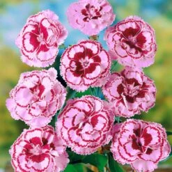 Oeillet Anglais 'Moulin Rouge', Oeillet Mignardise Ou Dianthus Plumarius