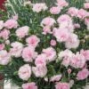 Oeillet Anglais ‘Candy Floss’, Oeillet Mignardise Ou Dianthus Plumarius -Garden Supplies Sales Shop 7057 oeillet anglais candy floss ho t1000 pl110752