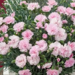 Oeillet Anglais ‘Candy Floss’, Oeillet Mignardise Ou Dianthus Plumarius