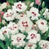 Oeillet Anglais 'Bright Eyes', Oeillet Mignardise Ou Dianthus Plumarius -Garden Supplies Sales Shop 7058 oeillet anglais hybride bright eyes taille1000 ho