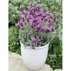 Lavande Papillon THE PRINCESS ® Lavender 9 Lavande Papillon THE PRINCESS ® Lavender -Garden Supplies Sales Shop 7059 7305 8520 lavande papillon the princess lavender t1000