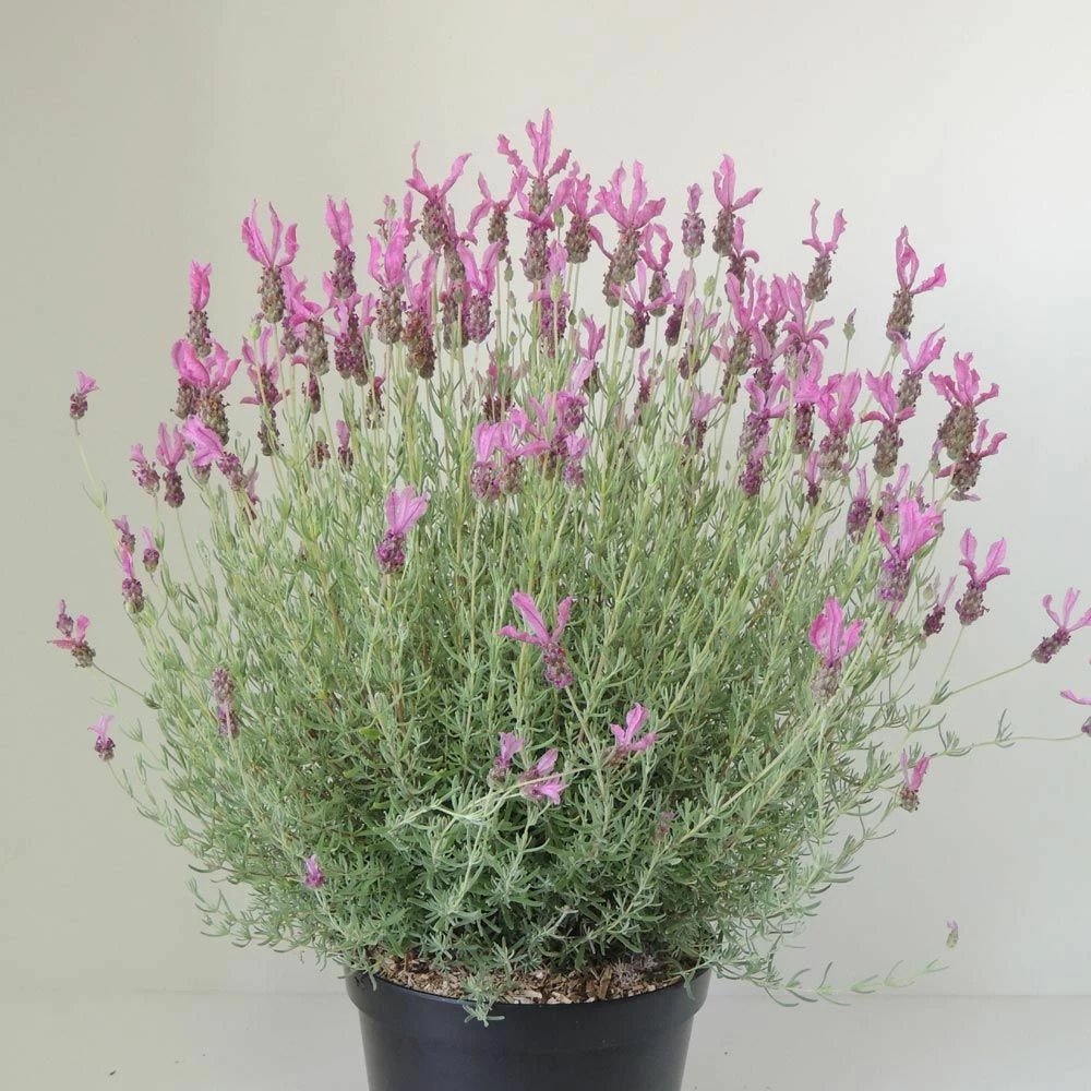 Lavande Papillon THE PRINCESS ® Lavender 4 Lavande Papillon THE PRINCESS ® Lavender - Image 2