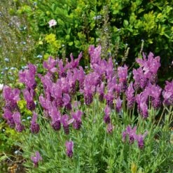 Lavande Papillon THE PRINCESS ® Lavender