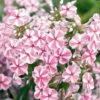 Phlox Maculata Natasha -Garden Supplies Sales Shop 7061 phlox maculata natasha t1000 ho