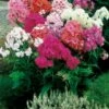 Phlox Hybrides à Grandes Fleurs Ou Phlox Paniculata -Garden Supplies Sales Shop 7066 phlox hybrides grandes fleurs taille1000 mi