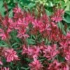 Gaura Nain Rouge Ou Œnothera Lindheimeri 'Gaudi Red' 2 Gaura Nain Rouge Ou Œnothera Lindheimeri 'Gaudi Red' -Garden Supplies Sales Shop 7069 7932 gaura gaudi red taille1000 ho
