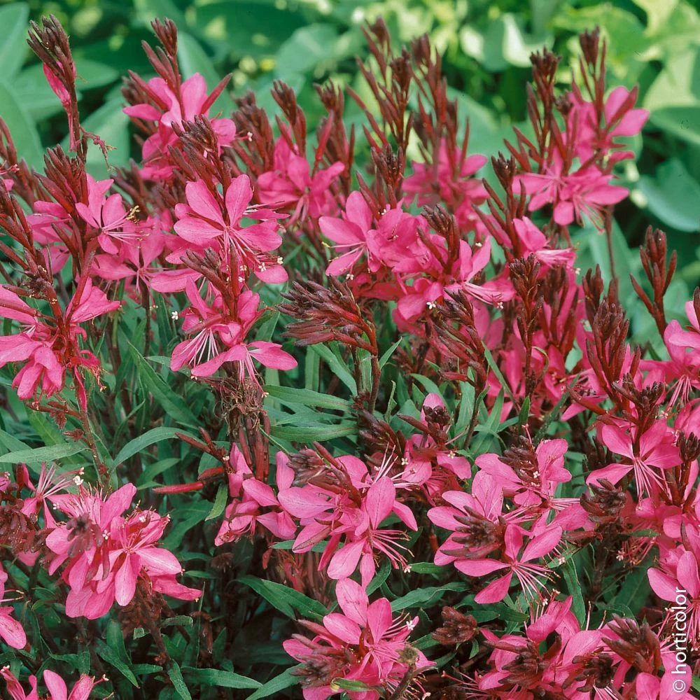 Gaura Nain Rouge Ou Œnothera Lindheimeri 'Gaudi Red' 3 Gaura Nain Rouge Ou Œnothera Lindheimeri 'Gaudi Red'