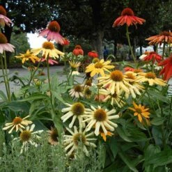 Rudbeckia Cheyenne Spirit Ou Echinacea 8 Rudbeckia Cheyenne Spirit Ou Echinacea -Garden Supplies Sales Shop 7070 7934b rudbeckia cheyenne spirit t1000