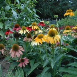 Rudbeckia Cheyenne Spirit Ou Echinacea 9 Rudbeckia Cheyenne Spirit Ou Echinacea -Garden Supplies Sales Shop 7070 7934c rudbeckia cheyenne spirit t1000