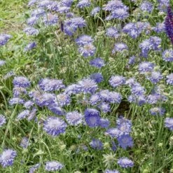 Scabieuse Butterfly Blue