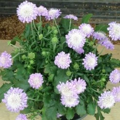 Scabieuse Butterfly Blue -Garden Supplies Sales Shop 7076 scabieuse butterfly blue t1000 1